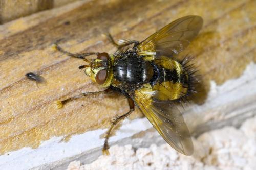 Réf. 332 344 : Tachina fera